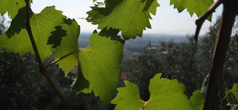 Το πρώτο virtual wine trip στην Ιερισσό, για την παρουσίαση του «ακάνθιου» οίνου!